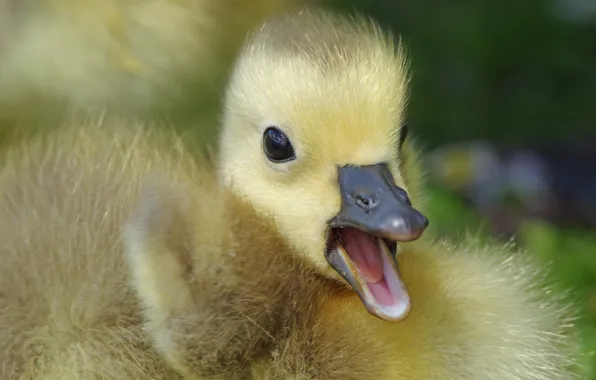 Bird, portrait, beak, baby, chick, goose, Gosling