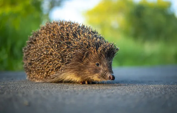 Road, look, asphalt, light, nature, hedgehog, walk, face