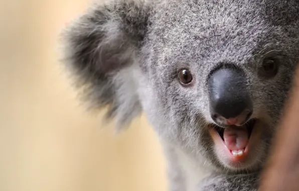 Language, look, close-up, background, portrait, face, open mouth, Koala