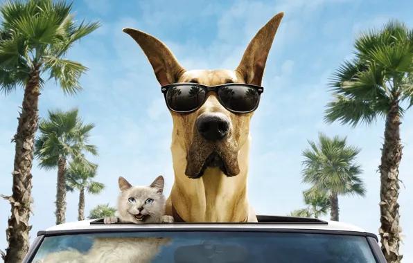 Picture machine, cat, trees, smile, palm trees, the wind, dog, glasses