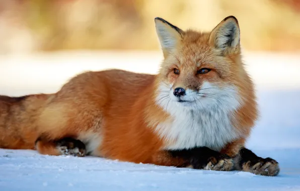 Picture winter, look, face, snow, nature, background, paws, Fox