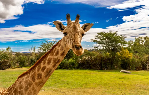 Picture clouds, long neck, animals, giraffes, photography, trees, sky, nature