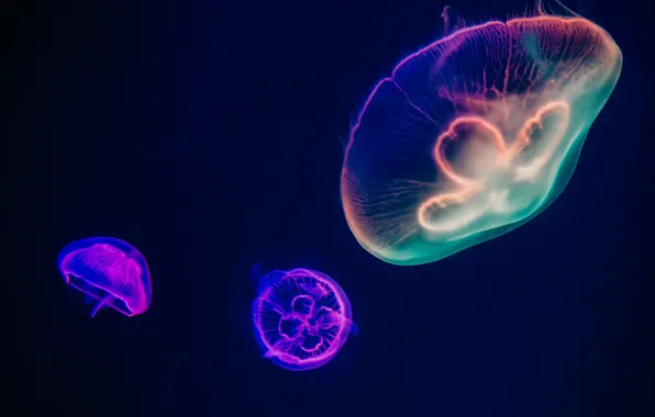 Bright, jellyfish, under water