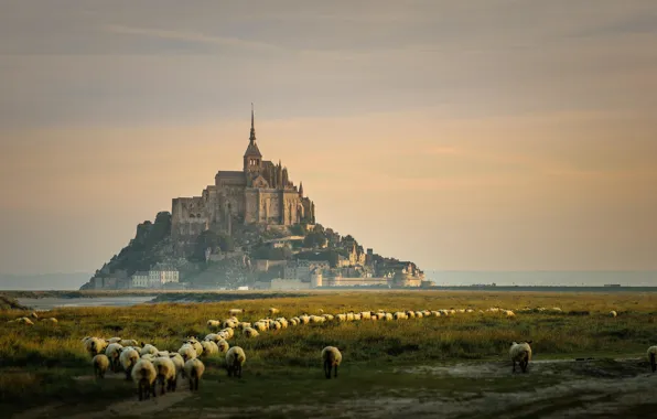 Picture France, island, sheep, Mont-Saint-Michel
