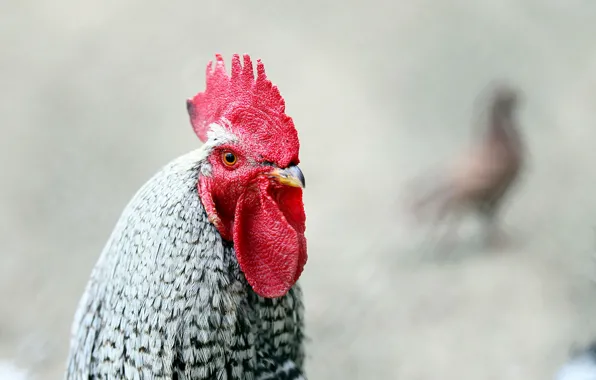 Picture background, bird, cock