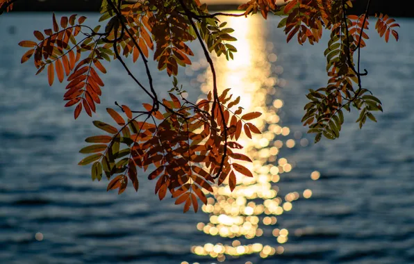 Picture leaves, light, pond, Rowan, the leaves of mountain ash