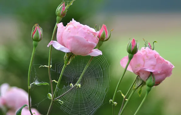 Macro, roses, web, buds