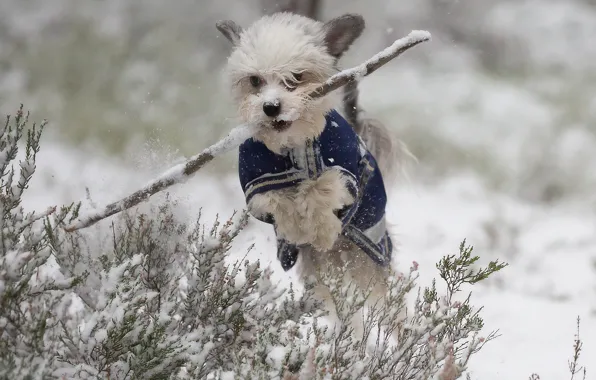 Winter, snow, jump, dog, walk, stick, doggie