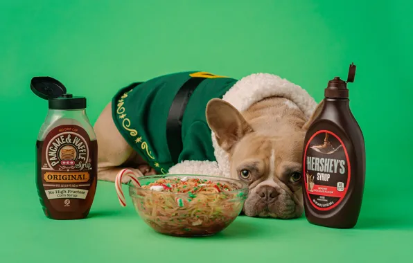 Picture new year, food, dog, Christmas, costume, bowl, green background, French bulldog