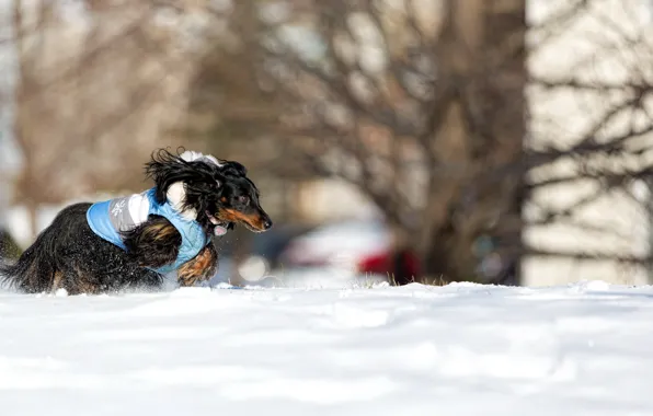 Snow, dog, running