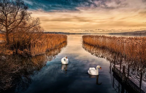 Forest, swan, sky, landscape, nature, bird, lake, animal