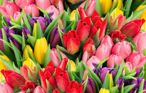 Drops, tulips, bouquets
