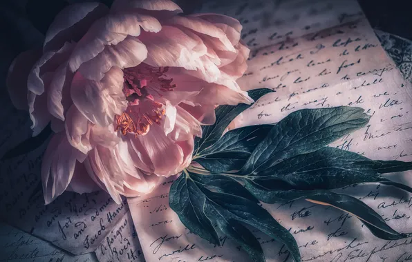 Flower, letter, leaves, light, text, paper, pink, stamens