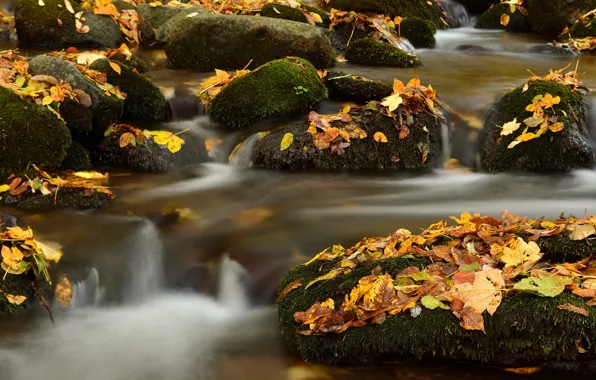 Leaves, stream, stones, foliage, yellow, river, falling leaves, pond