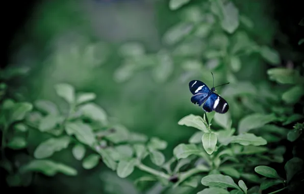 Picture leaves, butterfly, Bush, wings, bokeh