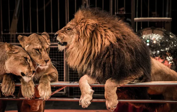 Animals, fence, circus, lions
