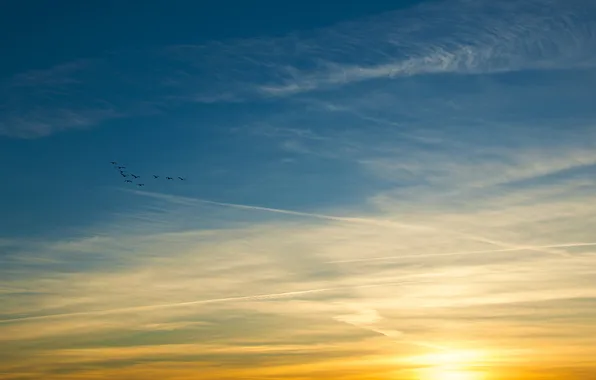 The sky, the sun, clouds, sunset, bird