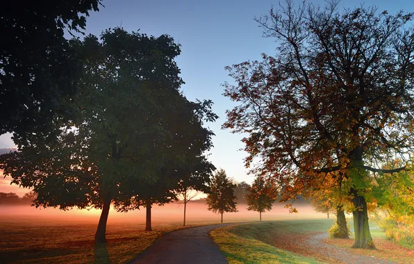 Picture road, autumn, trees, fog, Park, dawn