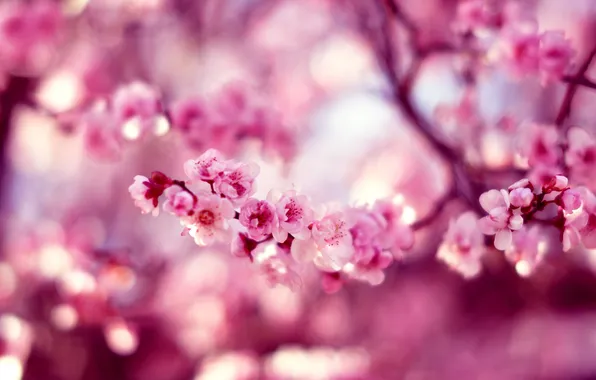 Picture flowers, nature, spring, Sakura