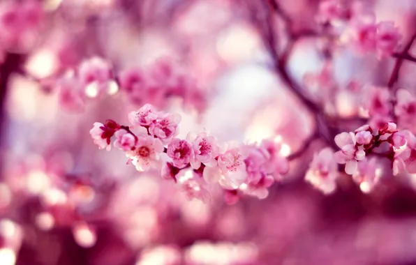Flowers, nature, spring, Sakura