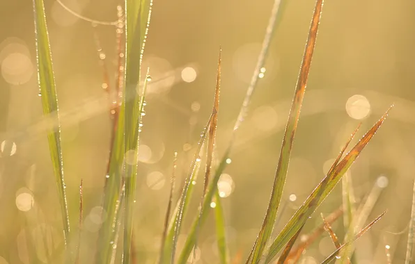 Picture grass, drops, macro
