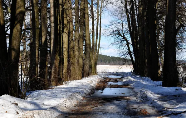 Road, tree, spring, thaw, spring