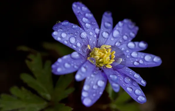 Leaves, water, drops, petals, blue, anemone, pechenocna