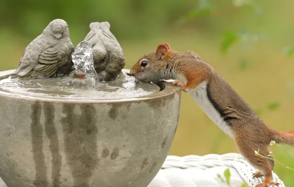 Picture water, birds, thirst, protein, red, drink, rodent, fountain