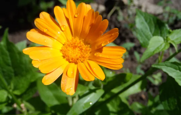 Picture flowers, beautiful, calendula, large Plenum