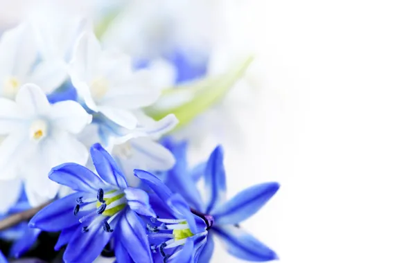 Picture flowers, sheets, March 8, blue flowers