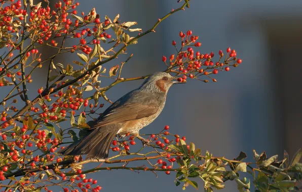 Autumn, leaves, light, branches, berries, bird, Bush, fruit