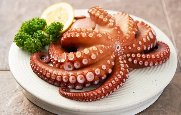 Octopus, dish, tentacles