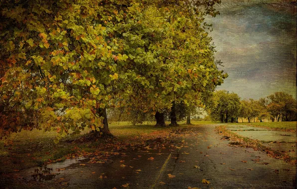 Road, autumn, trees, texture