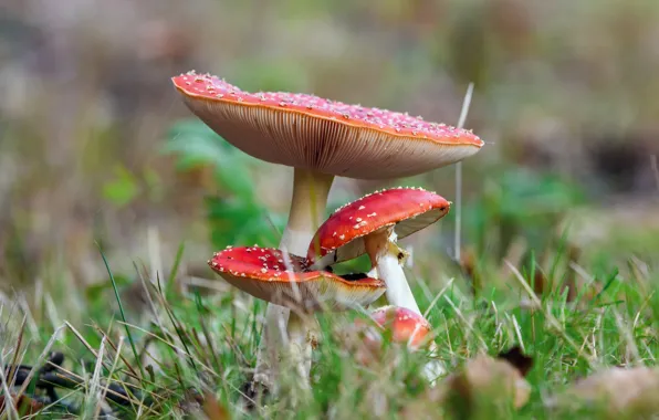 Grass, glade, mushrooms, Amanita, bokeh, family