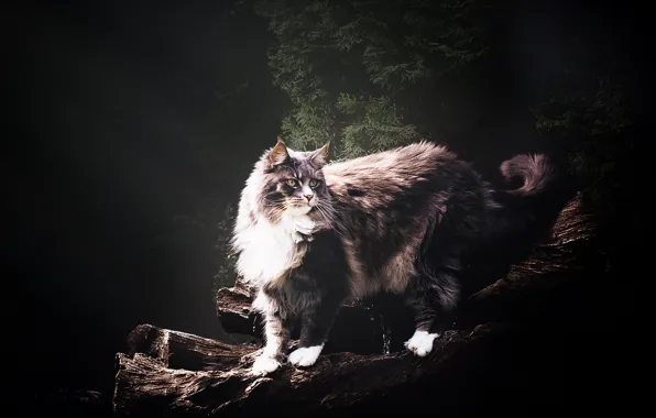 Cat, cat, look, face, nature, pose, the dark background, grey