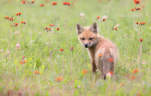 Picture Fox, flowers, look, baby, glade, Fox