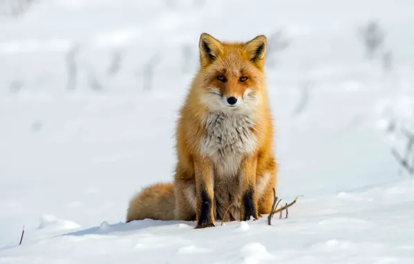 Picture winter, snow, Fox