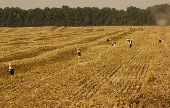 Field, trees, background, bird, hay, stork, Golden, hay