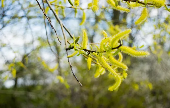 Picture branches, nature, blur, spring, flowering, Verba, IVA, bokeh