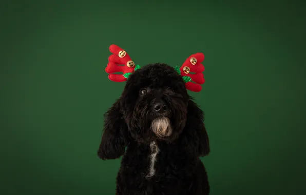 Look, black, dog, deer, Christmas, red, New year, image