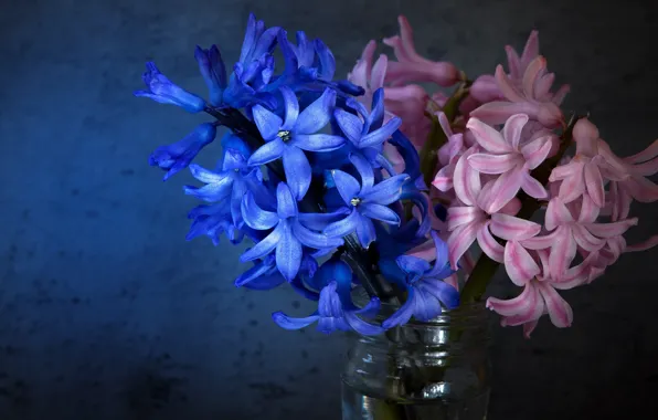 Picture light, flowers, blue, background, dark, bouquet, Bank, pink