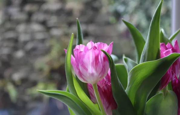 Glass, leaves, light, flowers, bouquet, spring, window, tulips