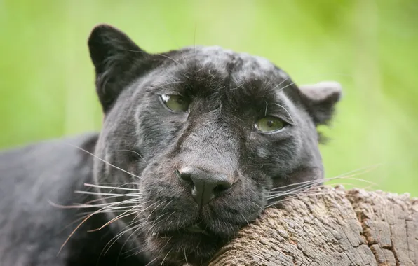 Cat, look, face, Panther, black leopard