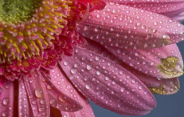 Drops, macro, flowers, petals, middle