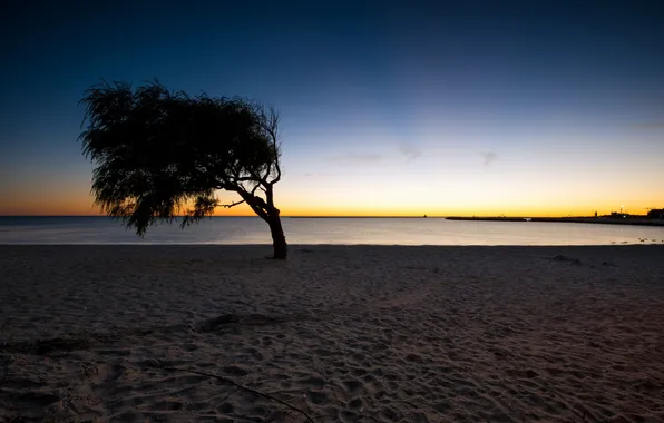 Sea, trees, landscape, night