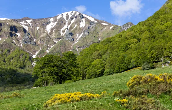 Grass, trees, mountains, France, slope, the bushes, зеленьMont-Dore