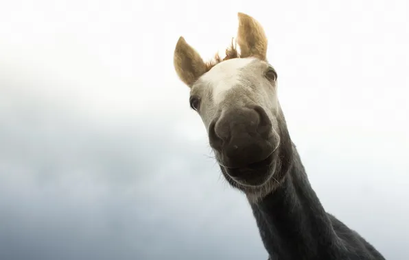 Face, macro, horse
