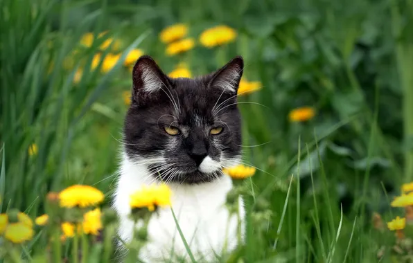 Picture cat, summer, dandelions
