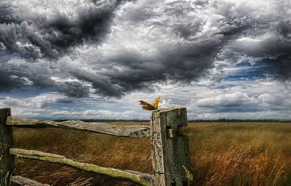 The sky, butterfly, the fence