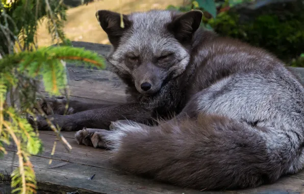 Board, lies, Fox, Fox, silver, silver Fox
